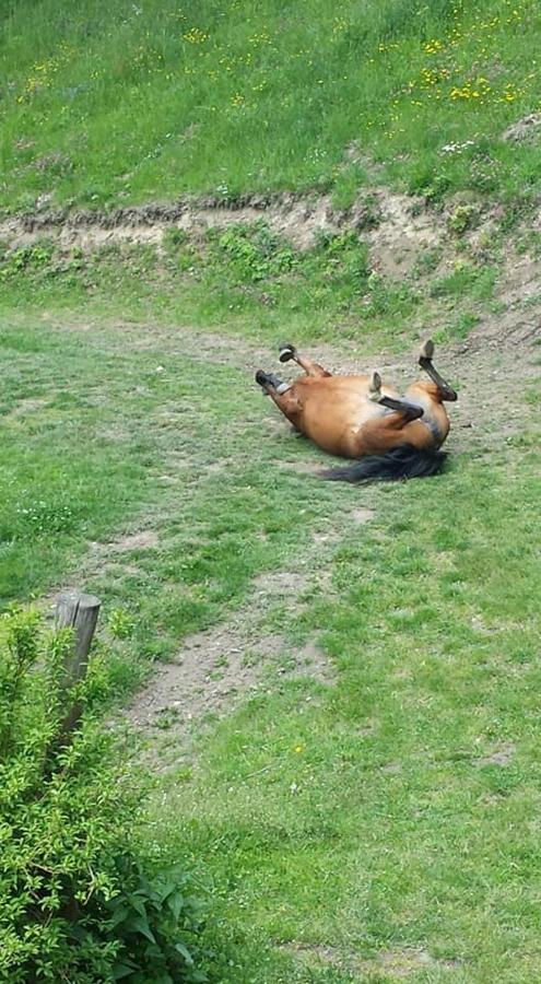 Agroturystyka Pod Swierkiem Srebrna Gora Bagian luar foto
